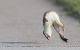 Rondspringende hermelijn