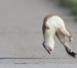 Rondspringende hermelijn