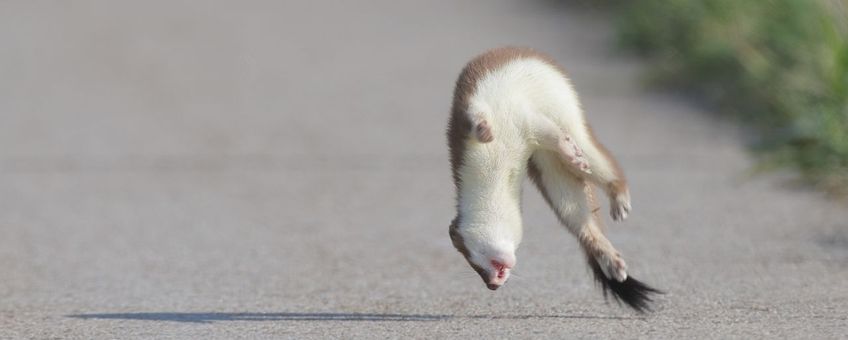 Rondspringende hermelijn