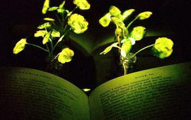 Illumination of a book ('Paradise Lost,' by John Milton) with the nanobionic light-emitting plants (two 3.5-week-old watercress plants). The book and the light-emitting watercress plants were placed in front of a reflective paper to increase the influence from the light emitting plants to the book pages.