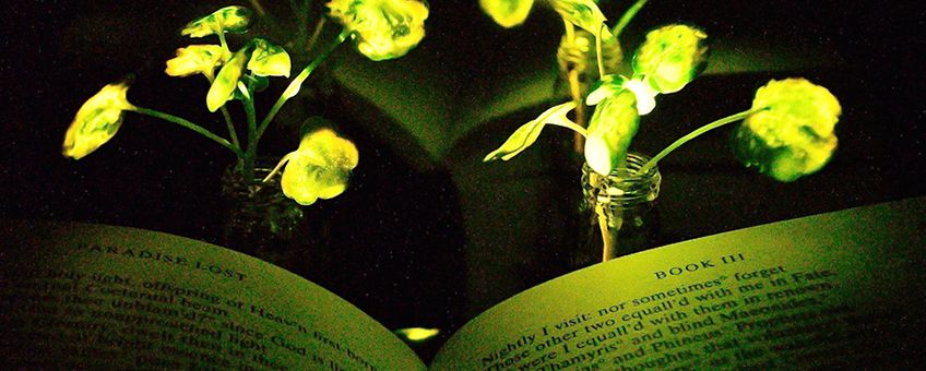 Illumination of a book ('Paradise Lost,' by John Milton) with the nanobionic light-emitting plants (two 3.5-week-old watercress plants). The book and the light-emitting watercress plants were placed in front of a reflective paper to increase the influence from the light emitting plants to the book pages.