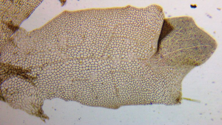 Oppervlakteaanzicht blad van Teer pomponwier, waarbij de onregelmatige, microscopische nerven goed te zien zijn. De parallelle nerven zijn met de centrale nerf verbonden via dwarsnerven, waardoor een rechthoekig patroon ontstaat. Het blad is één cellaag dik
