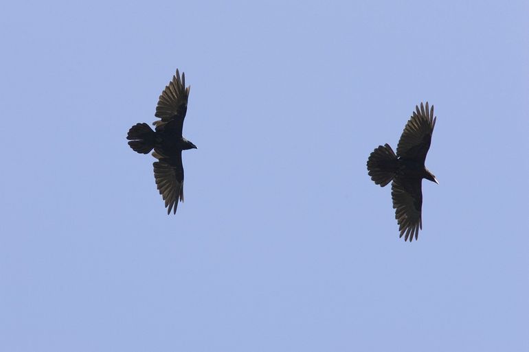 Raven houden nu hun baltsvluchten