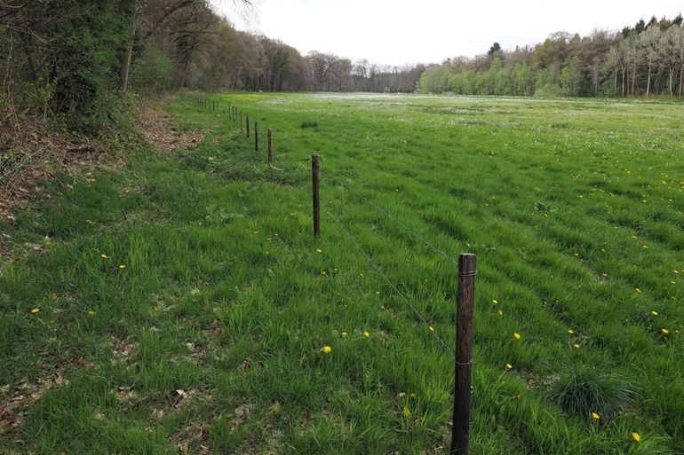 Randen langs de graslandpercelen uitrasteren: ontwikkelen van zoom- en mantelvegetaties die in combinatie met het grasland ecologische meerwaarde opleveren
