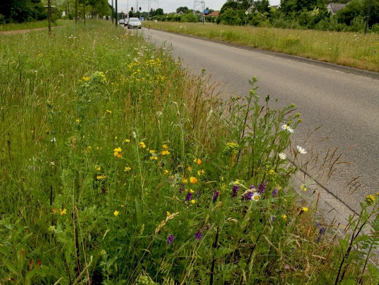 Goed beheer van bermen en groenstroken is essentieel voor biodiversiteit