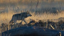 Wolf op de Noord-Veluwe. Eenmalig gebruik door BIJ12.