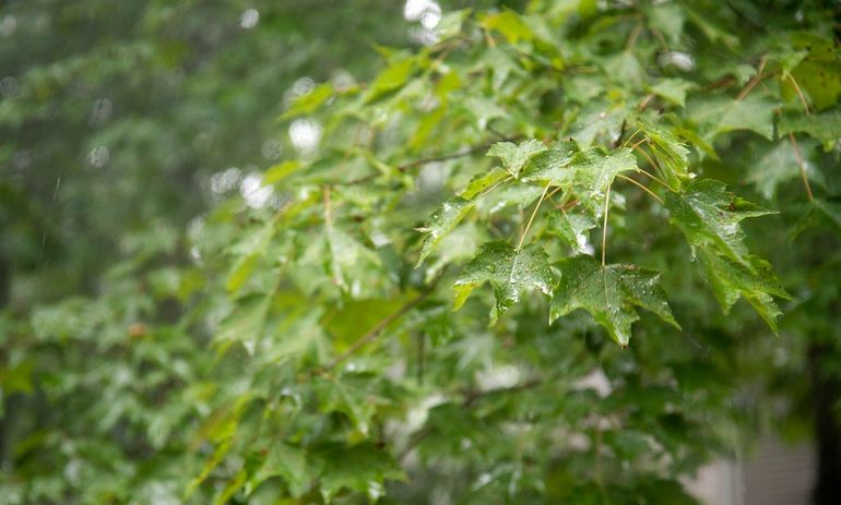 Bomen zijn door hun bladeren prima watervangers