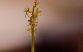 Kleine keverorchis