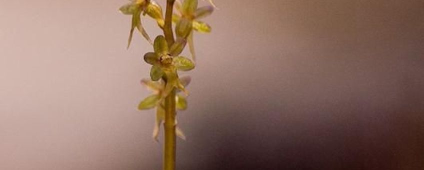 Kleine keverorchis