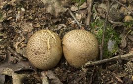 Peter Meininger, Saxifraga gele aardappelbovist