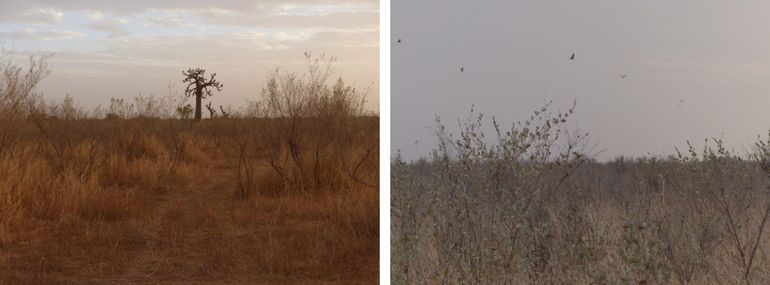 Kiekendievenslaapplaats in het wintergebied van het Britse grauwe kiekendiefvrouwtje Ruth in Senegal, 2 en 3 februari 2018 