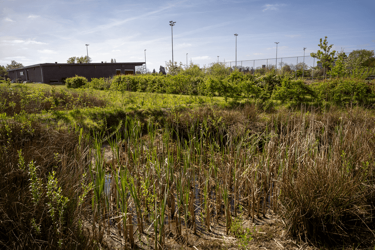 Poel met natuurvriendelijke oever bij hockeyclub GMHC in Goor