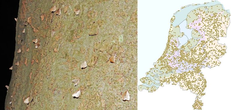 Kleine wintervlinders kunnen met veel bij elkaar worden gezien. Op het kaartje de waarnemingen vanaf 2020