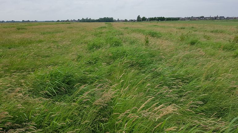 Zwaar gewas op het plasdrasperceel; een te dichte en hoge begrooeiing voor de kuikens