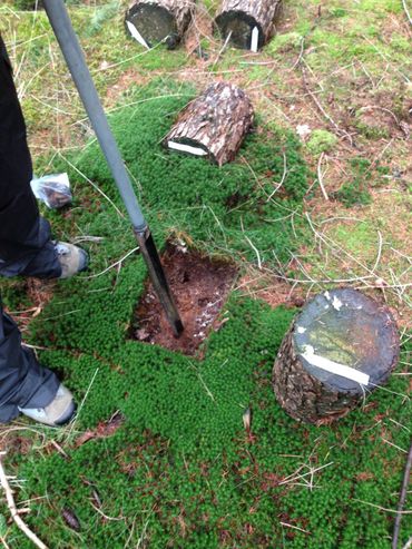 A section of the trunk and the soil underneath are taken for analysis in the lab