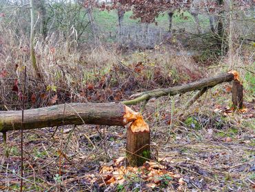 Bevers kunnen een enorme impact hebben op het landschap. Ze kunnen flinke bomen omleggen