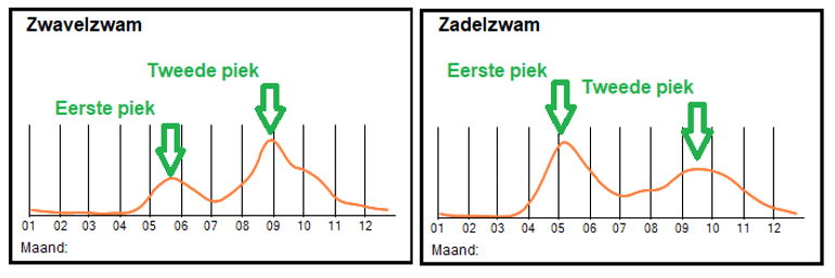 Fenologie van de Zwavelzwam en Zadelzwam.