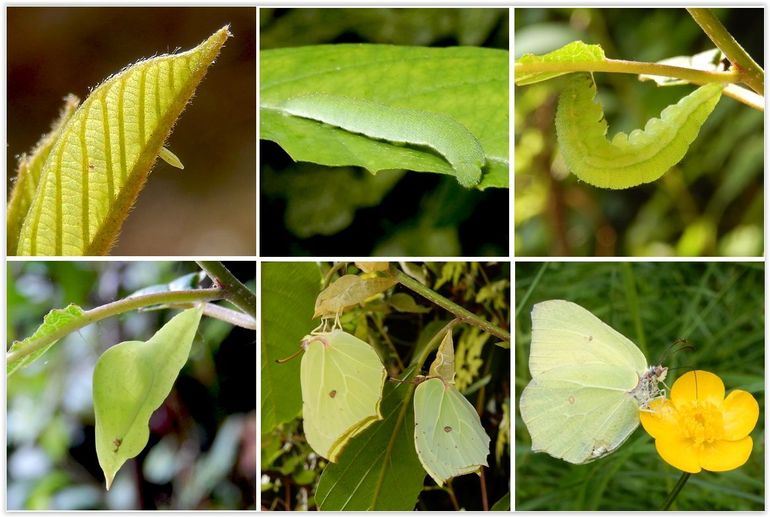 De cyclus van de citroenvlinder. Boven, v.l.n.r. eitje, rups, verpoppende rups. Onder: pop, uitgekomen mannetje en vrouwtje en drinkend mannetje op boterbloem