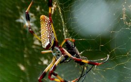 Golden Orb Weaver, GNU Free Documentation License. Andere namen: golden silk orb-weavers (genus Nephila) golden orb-weavers, giant wood spiders or banana spiders. 