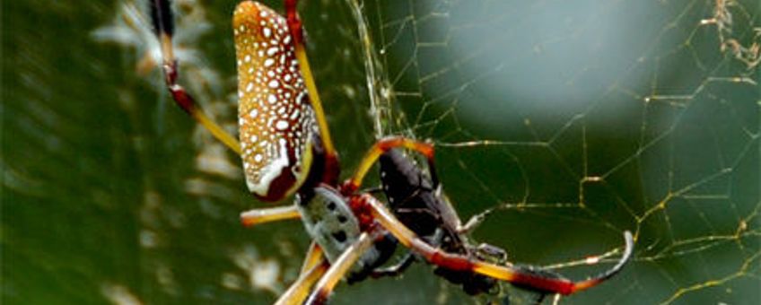 Golden Orb Weaver, GNU Free Documentation License. Andere namen: golden silk orb-weavers (genus Nephila) golden orb-weavers, giant wood spiders or banana spiders.