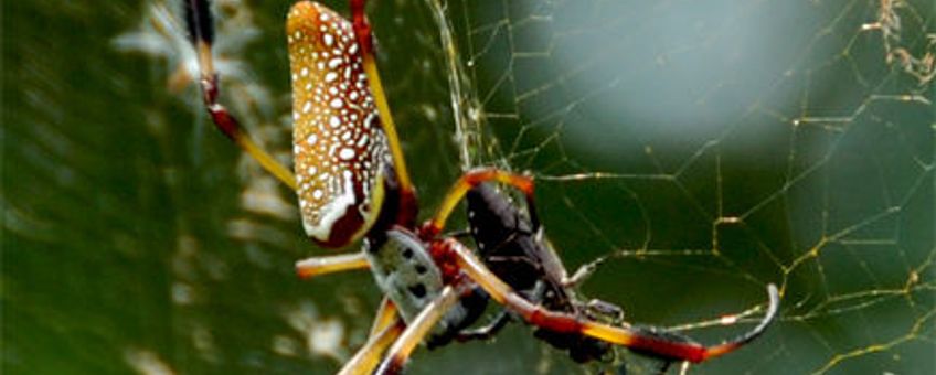 Golden Orb Weaver, GNU Free Documentation License. Andere namen: golden silk orb-weavers (genus Nephila) golden orb-weavers, giant wood spiders or banana spiders. 