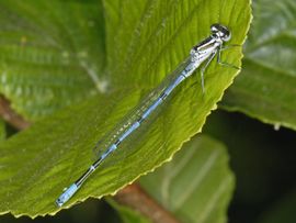 Coenagrion puella. Azuurwaterjuffer