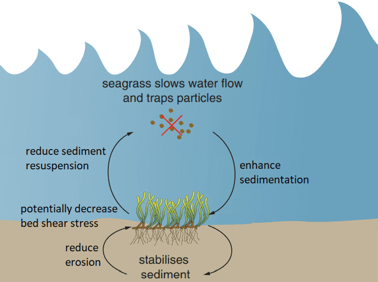 Effects of seagrass meadows on the marine environment