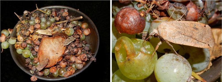 Behalve op bloeiende planten en op stroop op bomen, zijn huismoeders ook dol op rottend fruit