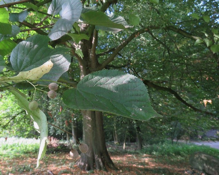 Net als de eik is de linde belangrijk voor de biodiversiteit