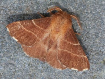 De ringelrups (Malacosoma neustria), een voorbeeld van een soort die verdwenen is