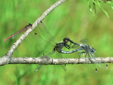 Parende oostelijke witsnuitlibellen met een toekijkende koraaljuffer