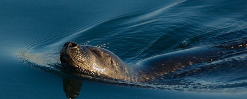 Phoca vitulina, Gewone zeehond