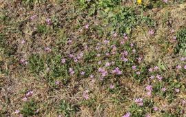 Door de droogte verdwijnen grassen en komen bloemen terug