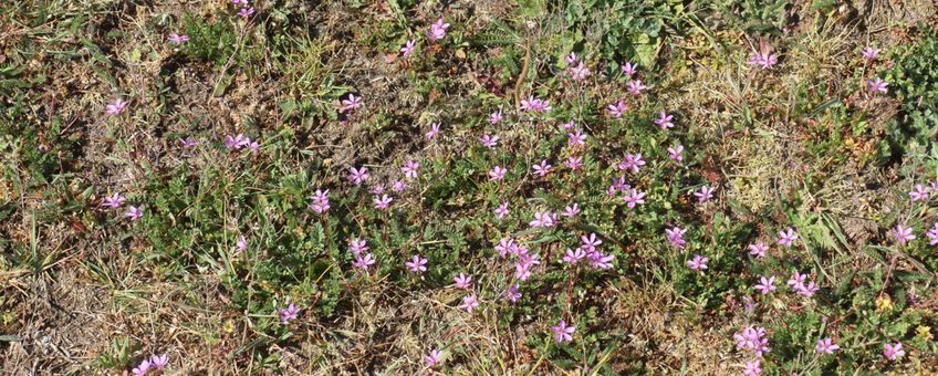 Door de droogte verdwijnen grassen en komen bloemen terug