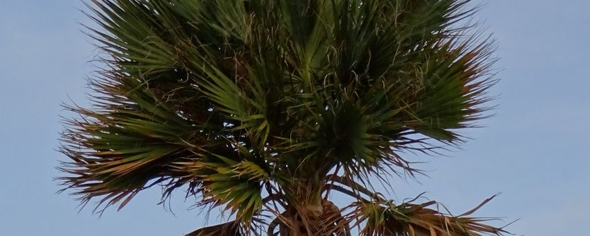 Bonaire Palm