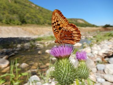 Great spangled fritillary (Speyeria cybele) uit Noord-Amerika, waar de vlinderstand met meer dan 60 procent is afgenomen