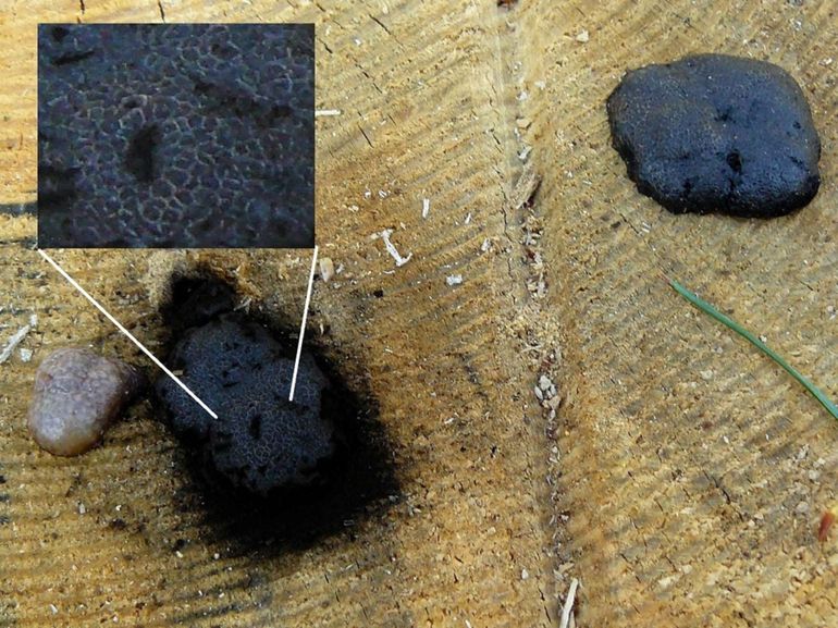 Figuur 3: Zwart dropkussen op het zaagvlak van een Grove den, 31 maart 2017 te Schinveld. Het buitenste vlies is bedekt met een netwerkpatroon