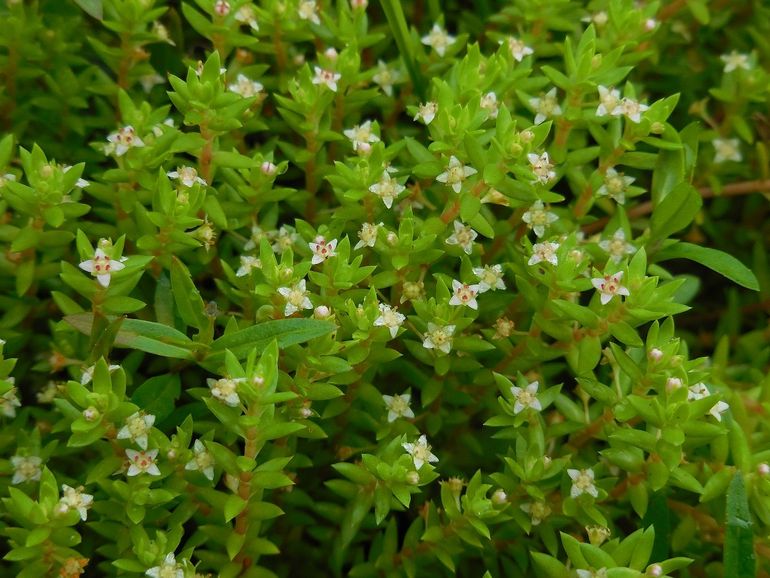 Watercrassula, een bloeiende nachtmerrie