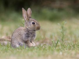Mark Zekhuis, Saxifraga Oryctolagus cuniculus. Konijn
