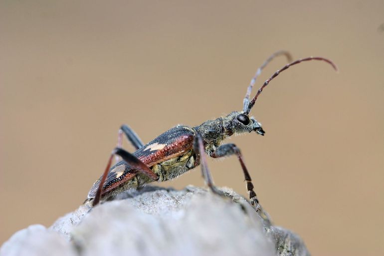 De bonte ribbelboktor