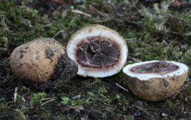 Dieter Slos Elaphomyces granulatus
