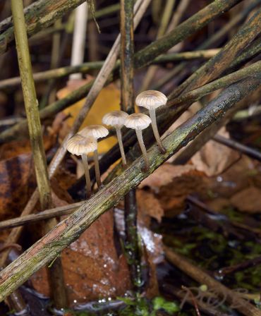 Rietmycena's, waterpas op een dode rietstengel