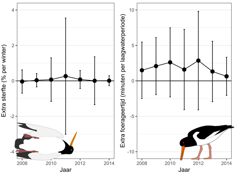 Gesimuleerde extra sterfte en extra foerageertijd door vliegtuigoefeningen op de Vliehors in de winters 2008 tot en met 2014. Er is geen effect op sterfte, maar vogels moeten wel consistent elke winter iets langer foerageren (naar eten zoeken)