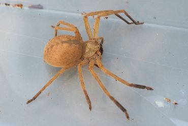 Nolavia-spinnen zijn meerdere keren naar Nederland getransporteerd, de soort moet nog wetenschappelijk beschreven worden