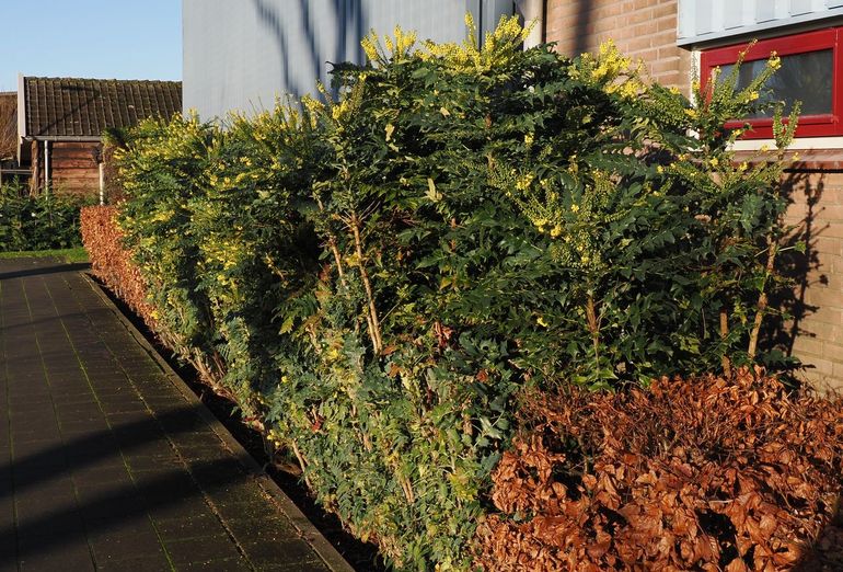 Mahonie, met zijn gele bloemen, is een van de planten waarop in de winter hommels worden aangetroffen