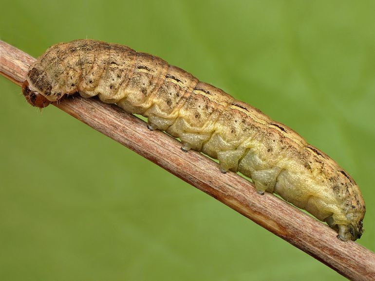 Rups van de huismoeder