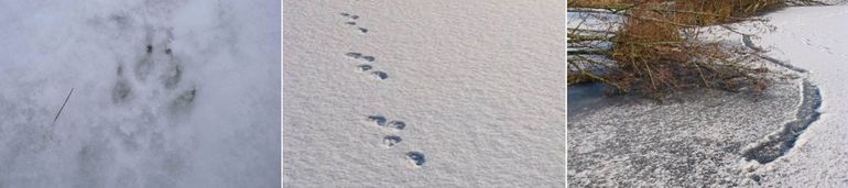 Zoogdierprenten in de sneeuw: v.l.n.r.: vos, otter, sleepspoor otter