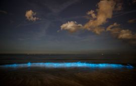 Zeevonk, Noctiluca scintillans