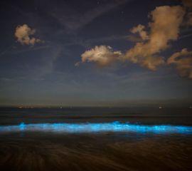 Zeevonk, Noctiluca scintillans