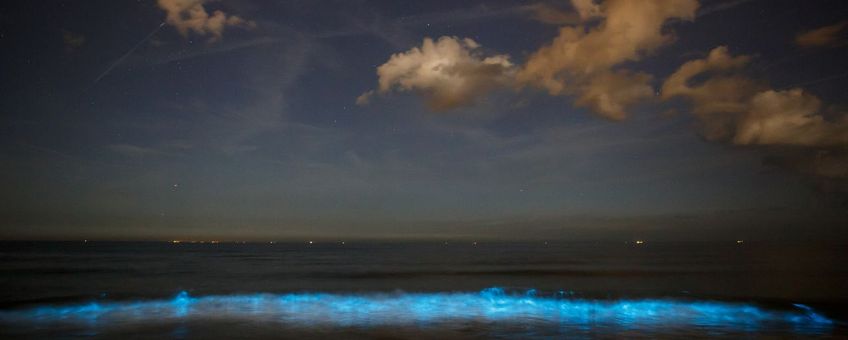 Zeevonk, Noctiluca scintillans
